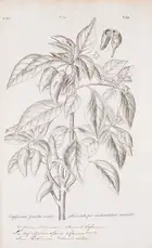 105 Botany.- Dillenius (Johann Jacob) Horti Elthamensis Plantarum Rariorum, 2 vol. in 1, second edition, reissue, Leiden, Cornelius Haak, 1774.