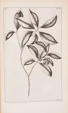 Botany.- Rumpf (Georg Eberhard) Herbarium Amboinense..., 6 parts in 4, first edition, mixed...