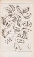 Botany.- Rumpf (Georg Eberhard) Herbarium Amboinense..., 6 parts in 4, first edition, mixed...