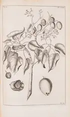 Botany.- Rumpf (Georg Eberhard) Herbarium Amboinense..., 6 parts in 4, first edition, mixed...