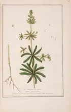 257 Botany.- Regnault (Nicolas Fran&ccedil;ois) La Botanique, 3 vol., first edition, Paris, chez l'auteur, 1774.