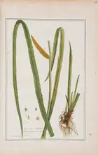 257 Botany.- Regnault (Nicolas Fran&ccedil;ois) La Botanique, 3 vol., first edition, Paris, chez l'auteur, 1774.