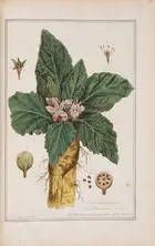 257 Botany.- Regnault (Nicolas Fran&ccedil;ois) La Botanique, 3 vol., first edition, Paris, chez l'auteur, 1774.