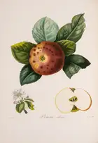 249 Pomology.- France.- Poiteau (A.) Pomologie Fran&ccedil;aise. Recueil des Plus Beaux Fruits cultiv&eacute;s en France, 4 vol., Paris, 1846.