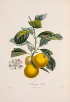 249 Pomology.- France.- Poiteau (A.) Pomologie Fran&ccedil;aise. Recueil des Plus Beaux Fruits cultiv&eacute;s en France, 4 vol., Paris, 1846.