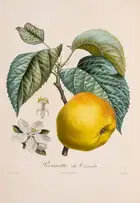 249 Pomology.- France.- Poiteau (A.) Pomologie Fran&ccedil;aise. Recueil des Plus Beaux Fruits cultiv&eacute;s en France, 4 vol., Paris, 1846.