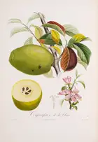 249 Pomology.- France.- Poiteau (A.) Pomologie Fran&ccedil;aise. Recueil des Plus Beaux Fruits cultiv&eacute;s en France, 4 vol., Paris, 1846.
