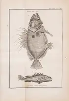 119 Fishing.- Duhamel du Monceau (Henri Louis) and L.H. de la Mare. Trait&eacute; G&eacute;n&eacute;rale des Pesches, et Histoire des Poissons, 4 vol. in ...