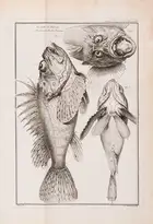 119 Fishing.- Duhamel du Monceau (Henri Louis) and L.H. de la Mare. Trait&eacute; G&eacute;n&eacute;rale des Pesches, et Histoire des Poissons, 4 vol. in ...
