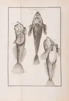 119 Fishing.- Duhamel du Monceau (Henri Louis) and L.H. de la Mare. Trait&eacute; G&eacute;n&eacute;rale des Pesches, et Histoire des Poissons, 4 vol. in ...