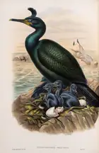 152 Birds.- Gould (John) The Birds of Great Britain, 5 vol., first edition, by the author, 1862-1873.