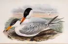 152 Birds.- Gould (John) The Birds of Great Britain, 5 vol., first edition, by the author, 1862-1873.