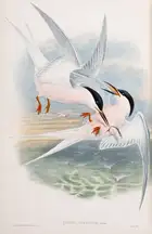 152 Birds.- Gould (John) The Birds of Great Britain, 5 vol., first edition, by the author, 1862-1873.