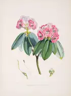 Botany.- Asia.- Hooker (Joseph Dalton) The Rhododendrons of Sikkim-Himalaya, 3 parts in 1, first...