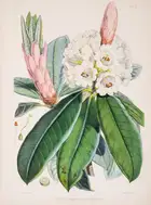 Botany.- Asia.- Hooker (Joseph Dalton) The Rhododendrons of Sikkim-Himalaya, 3 parts in 1, first...