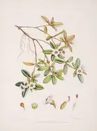 Botany.- Asia.- Hooker (Joseph Dalton) The Rhododendrons of Sikkim-Himalaya, 3 parts in 1, first...