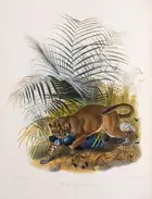 121 Zoology.- Felines.- Elliot (Daniel Giraud) A Monograph of the Felid&aelig; or Family of the Cats, first edition, for the Subscribers, by the Author, [...