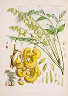 171 Botany.- Asia.- Hooker (Joseph Dalton) Illustrations of Himalayan Plants, first edition, 1855.