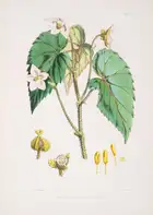 171 Botany.- Asia.- Hooker (Joseph Dalton) Illustrations of Himalayan Plants, first edition, 1855.