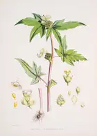 171 Botany.- Asia.- Hooker (Joseph Dalton) Illustrations of Himalayan Plants, first edition, 1855.