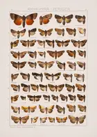 274 Butterflies.- Seitz (Adalbert, editor.) The Macrolepidoptera of the World, 20 vol. in 31, Stuttgart, 1909-54.