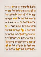 274 Butterflies.- Seitz (Adalbert, editor.) The Macrolepidoptera of the World, 20 vol. in 31, Stuttgart, 1909-54.