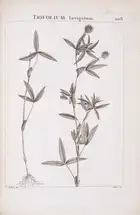 102 Botany.- Redout&eacute; (P.J. &amp; H.J.).- Desfontaines (Rene Louiche) Flora Atlantica, sive Historia Plantarum, 2 vol. bound in 4, first edition, St...
