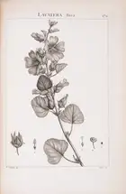 102 Botany.- Redout&eacute; (P.J. &amp; H.J.).- Desfontaines (Rene Louiche) Flora Atlantica, sive Historia Plantarum, 2 vol. bound in 4, first edition, St...