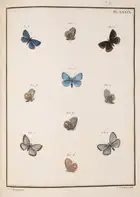 124 Butterflies.- Engramelle (M.D.J.) Papillons d'Europe, peints d'apr&egrave;s nature, 8 vol. in 4, first edition, one of 250 copies, Paris, 1779-92.