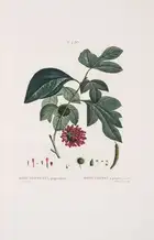 Botany.- Pomology.- Redout&eacute; (P.J.).- Duhamel du Monceau (Henri Louis) Trait&eacute; des Arbres et...