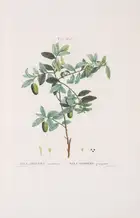 Botany.- Pomology.- Redout&eacute; (P.J.).- Duhamel du Monceau (Henri Louis) Trait&eacute; des Arbres et...