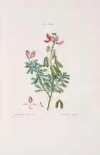 Botany.- Pomology.- Redout&eacute; (P.J.).- Duhamel du Monceau (Henri Louis) Trait&eacute; des Arbres et...