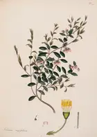 9 Botany.- Andrews (Henry) The Botanist's Repository, for New, and Rare Plants, 10 vol., T. Bensley for the author, 1797[-1815].