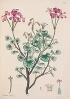 9 Botany.- Andrews (Henry) The Botanist's Repository, for New, and Rare Plants, 10 vol., T. Bensley for the author, 1797[-1815].