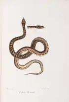 37 Zoology.- Bonaparte (Charles Lucien Jules LauPrince) Iconografia della Fauna Italica, 3 vol., Rome, 1832-41.