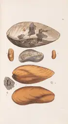 209 Sowerby (James) &amp; James de Carle Sowerby. The Mineral Conchology of Great Britain, 6 vol. only (of 7, as often), first edition, Benjamin Meredith,...