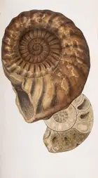 209 Sowerby (James) &amp; James de Carle Sowerby. The Mineral Conchology of Great Britain, 6 vol. only (of 7, as often), first edition, Benjamin Meredith,...