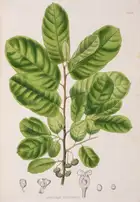 174 Botany.- Asia.- Horsfield (Thomas) et al.. Plant&aelig; Javanic&aelig; Rariores, first edition, 1838-52.