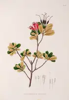 174 Botany.- Asia.- Horsfield (Thomas) et al.. Plant&aelig; Javanic&aelig; Rariores, first edition, 1838-52.