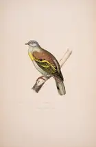 39 Pigeons.- Bonaparte (Charles Lucien Jules Laurent, Prince) Iconographie des Pigeons non figures par Mme Knip., first edition, Paris, 1857[-58].