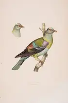 39 Pigeons.- Bonaparte (Charles Lucien Jules Laurent, Prince) Iconographie des Pigeons non figures par Mme Knip., first edition, Paris, 1857[-58].