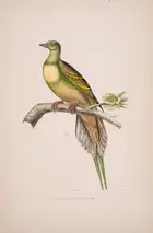 39 Pigeons.- Bonaparte (Charles Lucien Jules Laurent, Prince) Iconographie des Pigeons non figures par Mme Knip., first edition, Paris, 1857[-58].