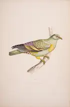 39 Pigeons.- Bonaparte (Charles Lucien Jules Laurent, Prince) Iconographie des Pigeons non figures par Mme Knip., first edition, Paris, 1857[-58].
