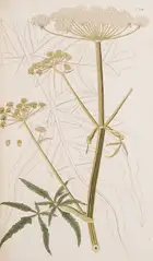 180 Botany.- Jacquin (Nicolai Josephi) Flor&aelig; Austriac&aelig;, sive Plantarum Selectarum in Austri&aelig; Archiducatu, 5 vol., first edition, Vienna,...