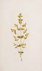 180 Botany.- Jacquin (Nicolai Josephi) Flor&aelig; Austriac&aelig;, sive Plantarum Selectarum in Austri&aelig; Archiducatu, 5 vol., first edition, Vienna,...
