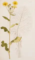 180 Botany.- Jacquin (Nicolai Josephi) Flor&aelig; Austriac&aelig;, sive Plantarum Selectarum in Austri&aelig; Archiducatu, 5 vol., first edition, Vienna,...