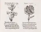 320 Botany.- Weigel (Johann Christoph, publisher.) Davidischer Lust und Blumen Garten, Nuremberg, [c.1710].