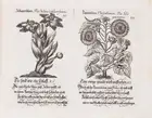 320 Botany.- Weigel (Johann Christoph, publisher.) Davidischer Lust und Blumen Garten, Nuremberg, [c.1710].