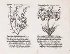 320 Botany.- Weigel (Johann Christoph, publisher.) Davidischer Lust und Blumen Garten, Nuremberg, [c.1710].