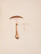 276 Fungi.- [S&eacute;journ&eacute; (A.)] [Champignons des environs de Blois], 2 vol., [Blois], c.1880.